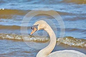 Sea swans on the coast of the Baltic Sea.