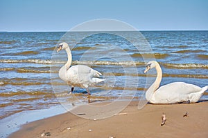 Sea swans on the coast of the Baltic Sea.