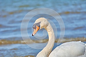 Sea swans on the coast of the Baltic Sea.