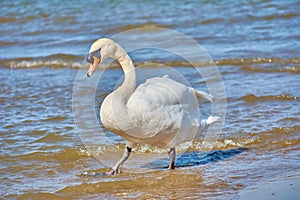 Sea swans on the coast of the Baltic Sea.