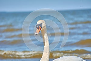 Sea swans on the coast of the Baltic Sea.