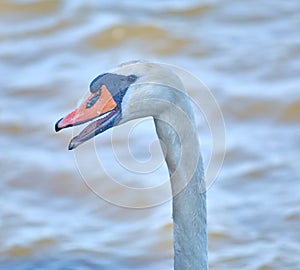 Sea swans on the coast of the Baltic Sea.