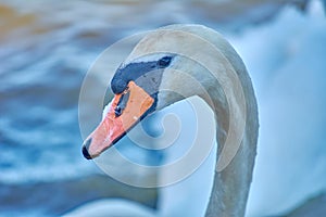 Sea swans on the coast of the Baltic Sea.