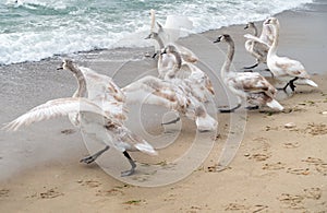 Sea swans family walk