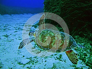 Sea Tertles