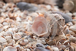Sea theme background with shells scattered close-up. Sea shell collection