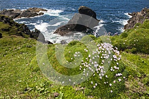 Sea Thrift (Armeria maritima) flowering photo