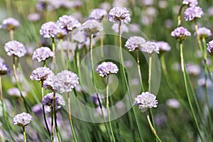 Sea thrift Armeria maritima, flowers blooming in a meadow