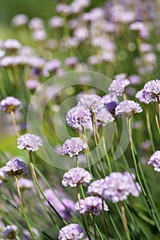 Sea thrift & x28;Armeria maritima& x29;, flowers blooming in a meadow