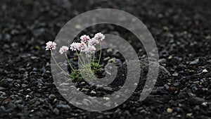 Sea Thrift, Armeria maritima, Iceland flora, flower