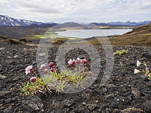 Sea thrift Armeria maritima pink flower with view on volcanic