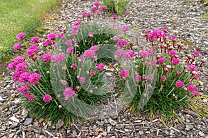 Pink Sea Thrift Plant in Bloom photo