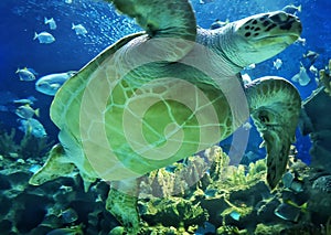 Sea tortoise with fishes