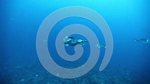 Sea tortoise turtle on background colorful corals underwater in sea of Galapagos.