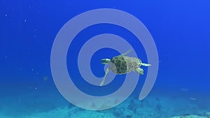 Sea tortoise turtle on background colorful corals underwater in sea of Maldives.