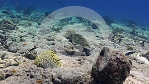 Sea tortoise turtle on background colorful corals underwater in sea of Maldives.