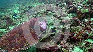 Sea tortoise turtle on background colorful corals underwater in sea of Maldives.