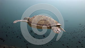 Sea tortoise turtle on background colorful corals underwater in sea of Maldives.