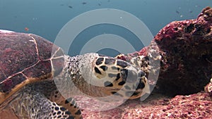 Sea tortoise turtle on background colorful corals underwater in sea of Maldives.