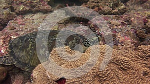 Sea tortoise turtle on background colorful corals underwater in sea of Maldives.