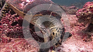Sea tortoise turtle on background colorful corals underwater in sea of Maldives.