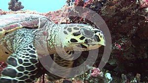 Sea tortoise turtle on background colorful corals underwater in sea of Maldives.