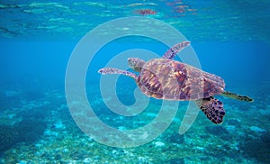 Sea tortoise in sea water. Marine green sea turtle closeup. Wildlife of tropical coral reef.