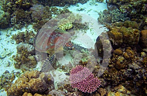 Sea tortoise in sea water. Marine green sea turtle closeup. Wildlife of tropical coral reef.