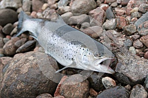 Sea trout photo