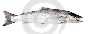 Sea trout fish