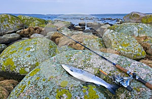 Sea trout fishing composition
