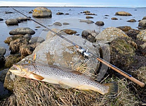 Sea trout fishing trophy