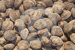 Sea truffle - Venus clams