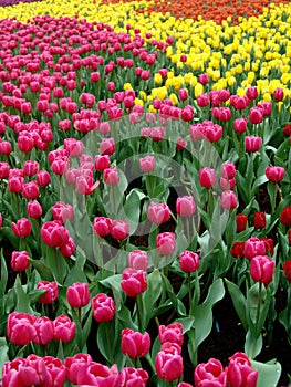 Sea of tulips