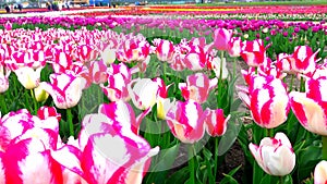 Sea of tulips