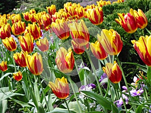 Sea of Tulips