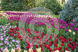 A sea of tulips in different colors between the rhododendron bushes