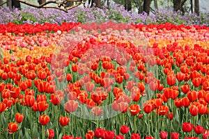 Sea of tulips in national park