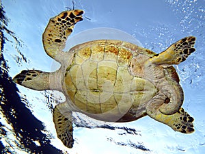 Sea Turtle