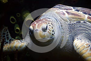 Sea Turtle