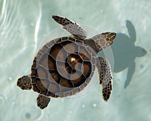 Sea Turtle