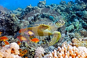 Sea turtle