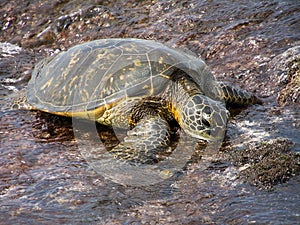 Sea Turtle