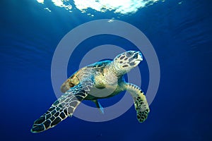 Sea Turtle