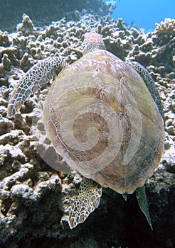 Sea turtle