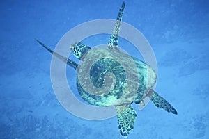 Sea Turtle