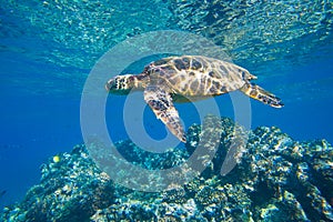 Sea Turtle