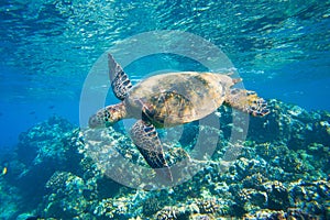 Sea Turtle