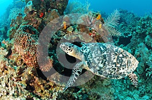 Sea turtle