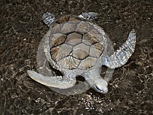 Sea Turtle